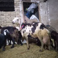 قوچ عتیقه پلنگی