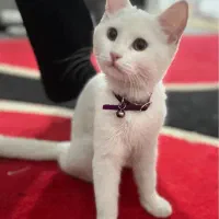 گربه دونژاده|گربه|شیراز, ارم|دیوار