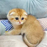 گربه یک دوست ملوس برای شما|گربه|شیراز, حومه شیراز|دیوار