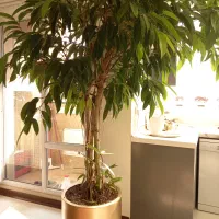 فروش درختچه آمستل سه تنه‌ای|گل و گیاه طبیعی|تهران, شارق|دیوار