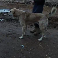 سگ‌....|سگ|سراب, |دیوار