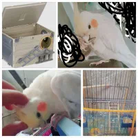 عروس هلندی دستی|پرنده|شیراز, شهرک مدرس|دیوار