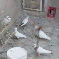 کبوتر