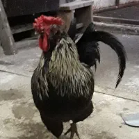 خروس جوان گلین مشکی پرهای دور گردن طلایی مشکی