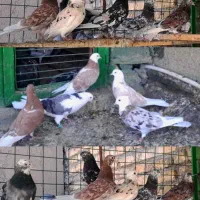 10 عدد کبوتر ساعت دار و خوشگل