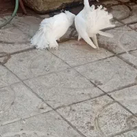 کبوتر