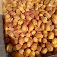زاهدی پشت کوهی