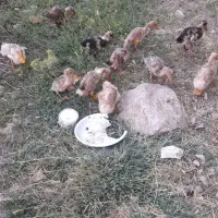 جوجه اردک و قوغاز
