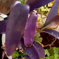 برگ بیدی  بنفش