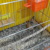 پرنده فنچ|پرنده|تربتحیدریه, اندیشه|دیوار