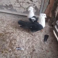 کلاغ اصلی|پرنده|نیشابور, دهنو|دیوار