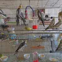 فروش 12 عروس هلندی