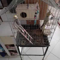 عروس هلندی جفت سرحال