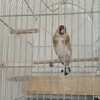 سهره