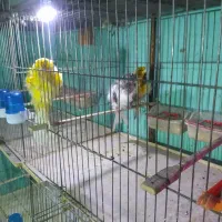 قناری فری|پرنده|بهار, |دیوار