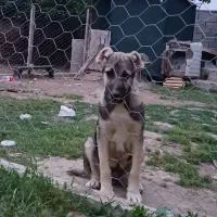 سگ پژدر