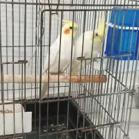 دوجفت عروس هلندی