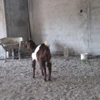 بز پاکستانی نر|حیوانات مزرعه|نوشهر, |دیوار