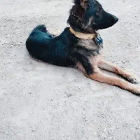 توله نر ژرمن|سگ|فرمهین, |دیوار