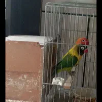 طوطی برزیلی