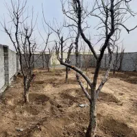 باغچه های چسب بافت