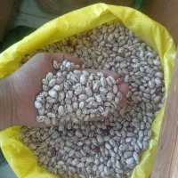 لوبیا چیتی درجه ۱
