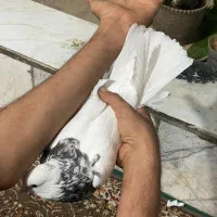 طوقی سینه کله رنگی پلاکی|پرنده|شیراز, کوشک میدان|دیوار