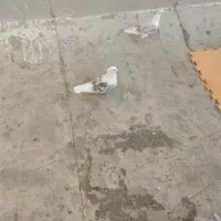 کبوتر دوکت.پشتدار سرور