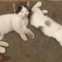 واگذاری بچه گربه