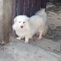 سگ ..تول