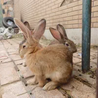 خرگوش نرماده وبچه خرگوش