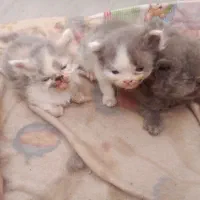 بچه گربه پرشین اصل|گربه|سبزوار, هویزه|دیوار