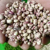 فروش لوبیا چیتی ،سفیدتخمه کدوعسل محلی آذربایجان