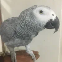 پرندگان کاسکو