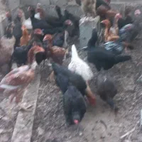 مرغ بومی|حیوانات مزرعه|تخت, |دیوار