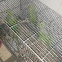جوجه ملنگو  دو ماهه و سه ماهه