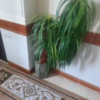 4 ملیون یا بیشتر مژدگانی