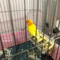 طوطی برزیلی