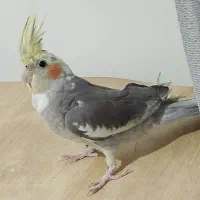 عروس هلندی نر|پرنده|تهران, مسعودیه|دیوار