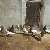 کبوتر سینه کله طوقی|پرنده|قوچان, |دیوار