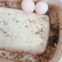 کوتوله|پرنده|اصفهان, امامزاده اسماعیل|دیوار