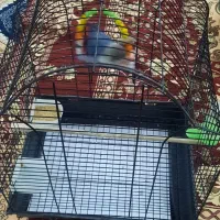 کوتوله برزیلی بهترین رنگ در نژاد خودش|پرنده|مشهد, عبادی|دیوار