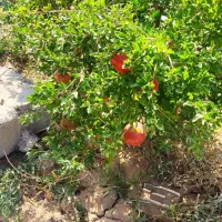 فروش-باغ-منظریه-نزدیک-قنات-عمرواباد
