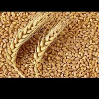 بذر گندم ارس بار فرانسه میان رس
