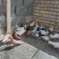 کبوتر رنگی|پرنده|اقلید, |دیوار