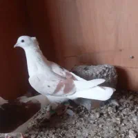 کفتر رنگی دوکت