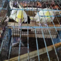 جفت عروس هلندی