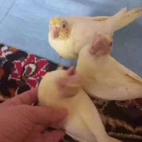 جوجه عروس هلندی سرلاکی