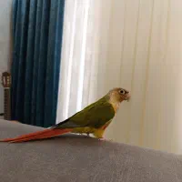 گرینچیک|پرنده|قیدار, |دیوار