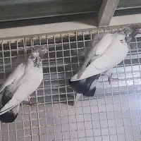 کله دم قهوه ای